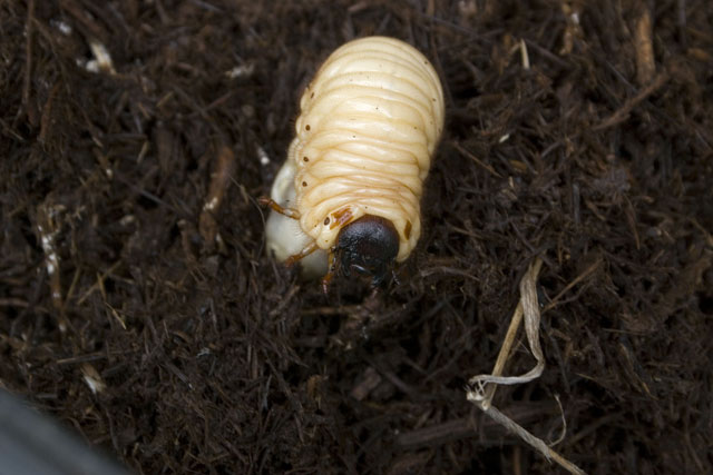 カブトムシ 幼虫 から 蛹 に なる まで